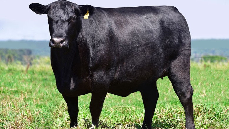 Marca VPJ vende angus, brangus e quarto-de-milha