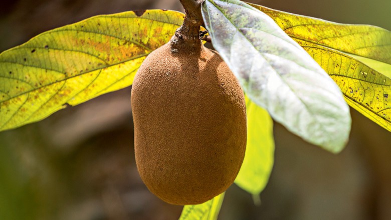Como plantar cupuaçu