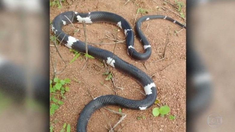 Conheça a cobra muçurana