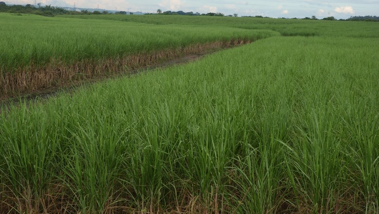 BNDES aprova financiamento de R$ 300 mi para setor canavieiro