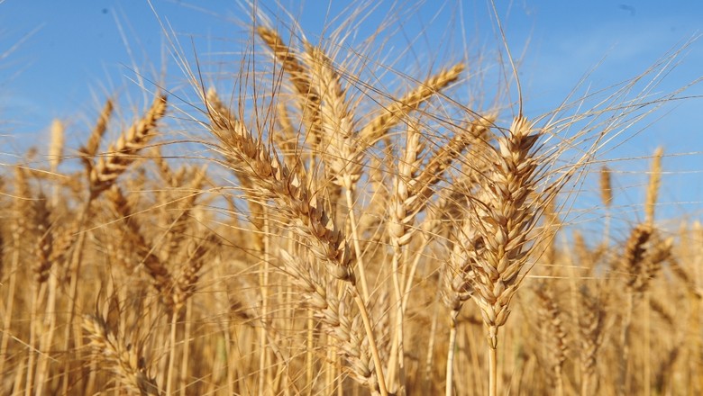 Vendas semanais de trigo dos EUA caem 7%