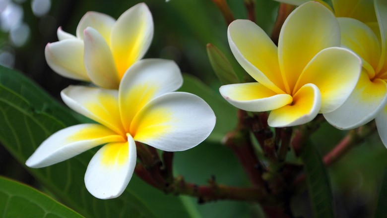 Flores: cultivo de diferentes variedades pode gerar renda a quem produz