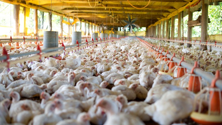 Chile reabre mercado para carne de frango do Rio Grande do Sul