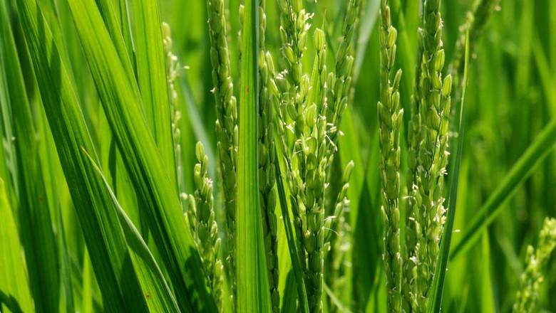 Conab realiza fiscalização de Pepro e PEP de arroz na Região Sul