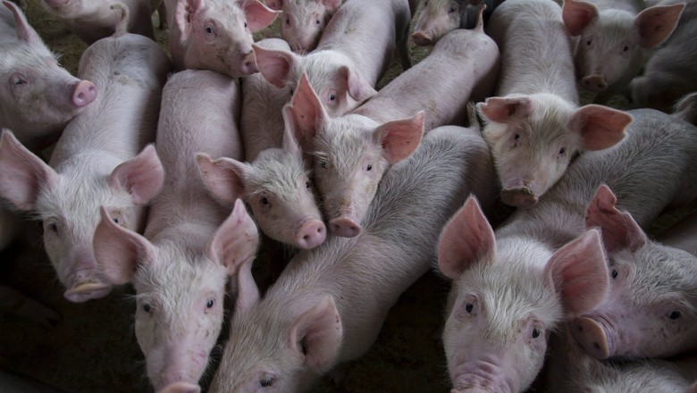 OIE reporta caso de febre suína clássica no Brasil