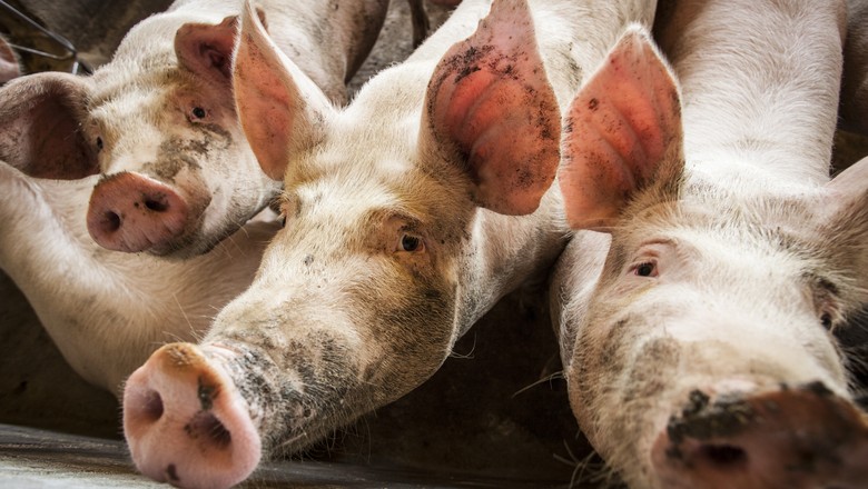 Governo chinês exige que transportadores de animais vivos registrem veículos