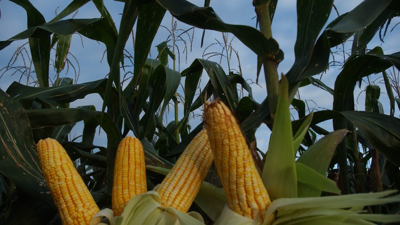 Guerra comercial entre EUA e China pode elevar produção de etanol, diz Bunge