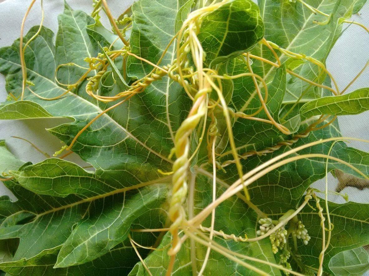 Saiba como retirar a parasita cuscuta do mamoeiro