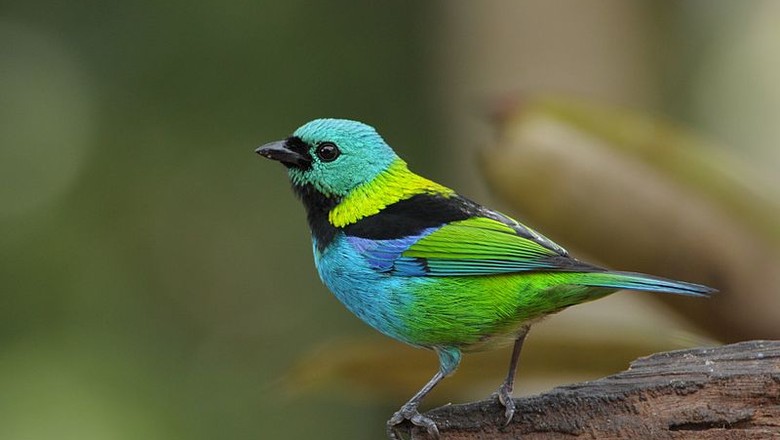 "Da saíra ao bucéfalo", crônica de Antonio F. Costella