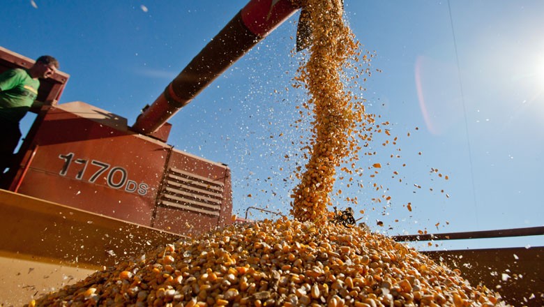 EUA vendem 16% menos milho da safra 2018/19 na semana, diz USDA