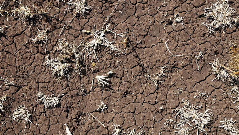 Governo americano reduz programa de seguro contra seca para pecuaristas
