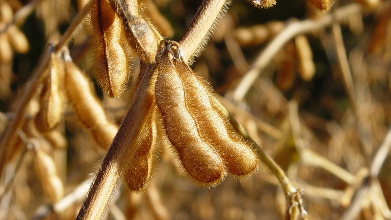 Área plantada com soja e produção em Mato Grosso são revisadas para cima