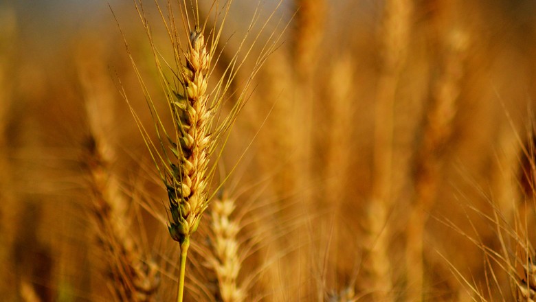 EUA vendem 40% mais trigo da safra 2018/19 na semana, diz USDA