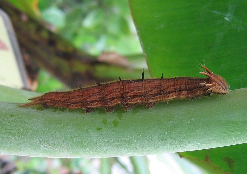 Conheça a lagarta da borboleta coruja