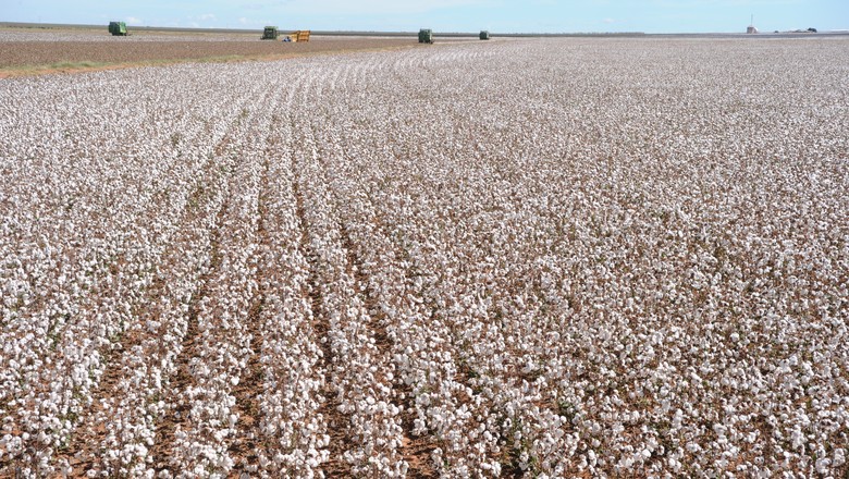 MT vendeu 85% da safra atual de algodão