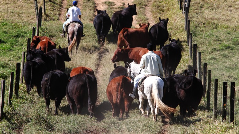 Pará exige cadastro ambiental para transporte de gado