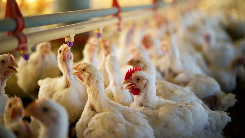 Exportação de frango cresce 0,4% alcança 366,3 mil t em outubro, diz ABPA