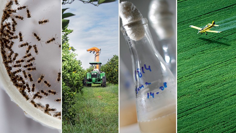Biotecnologia: Brasil apoia declaração internacional sobre aplicação agrícola
