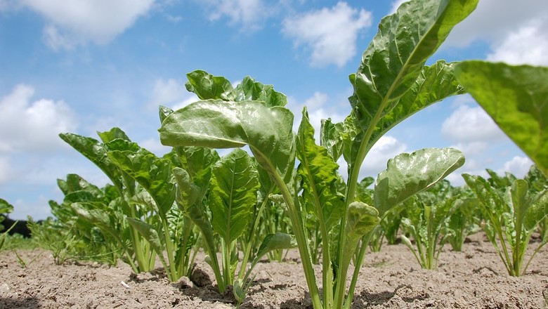 Plantio de beterraba açucareira deve diminuir na Europa, prevê Warburg