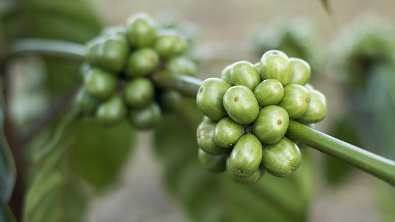 Estoque de café verde dos EUA cai em outubro