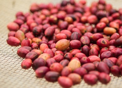 Cafeicultores venderam 59% da safra 2018/2019, estima consultoria