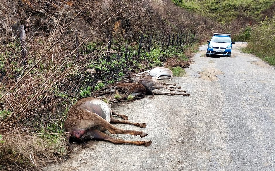 Vários jumentos mortos são encontrados em rodovia na BA