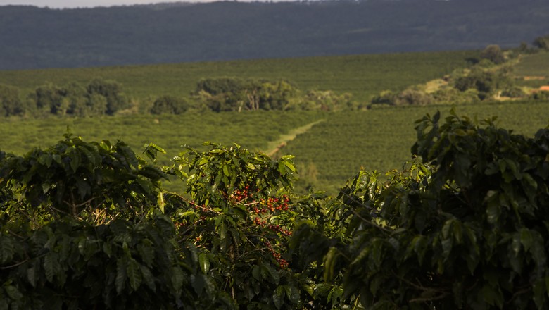 Programa de Investimentos em Florestas atenderá 4 mil propriedades do Cerrado