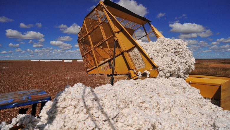 Guerra comercial EUA/China deve limitar alta de preço do algodão