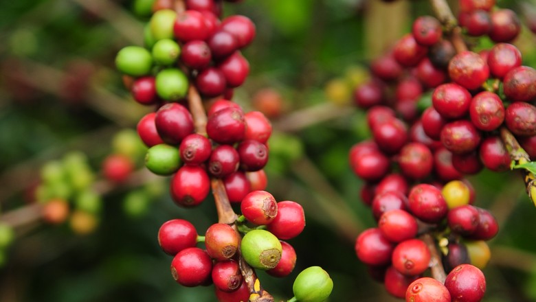 Vencedores do concurso de café Aroma BSCA serão conhecidos na quarta-feira