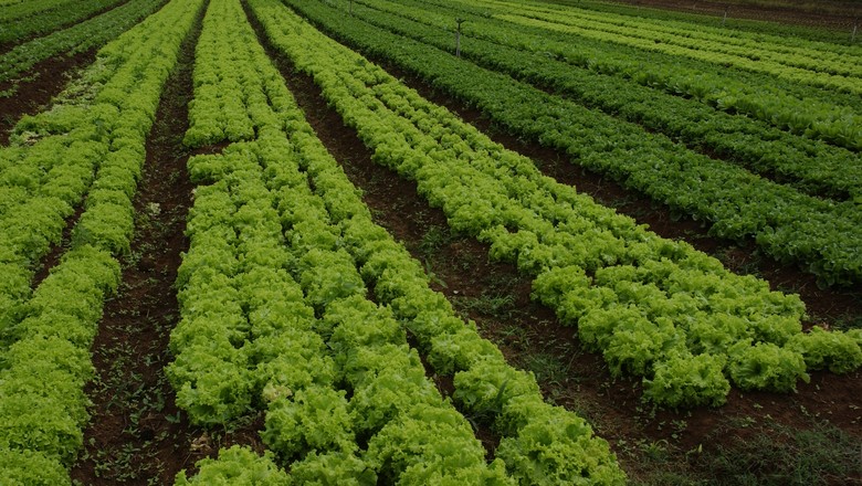 Produtores de alface dos EUA alteram rotulagem diante de surto de E. coli