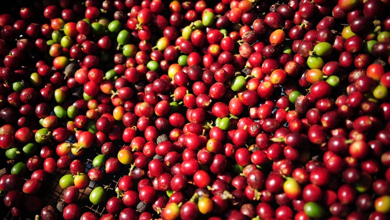 Café: Brasil embarca 3,275 milhões de sacas em outubro