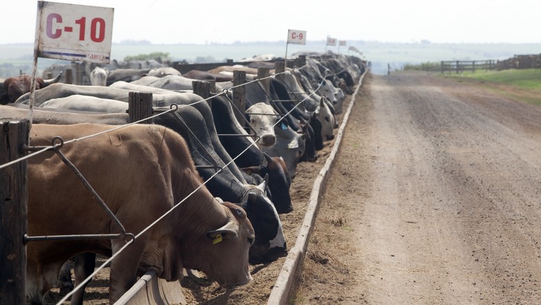Número de bois confinados em Mato Grosso cresce 7,15% em 2018