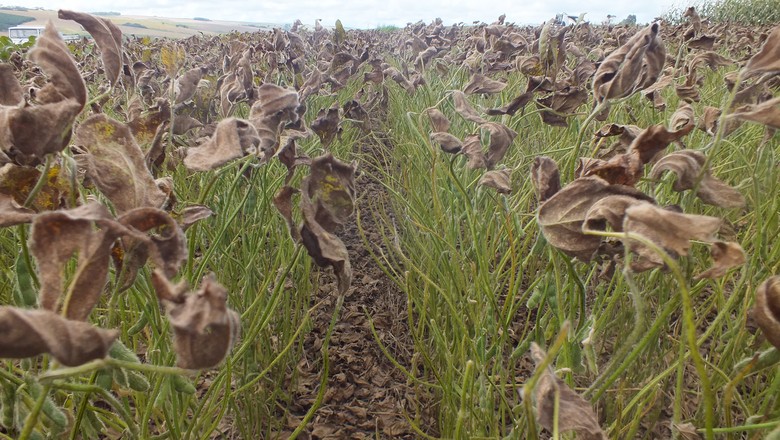 Paraná registra primeiro foco de ferrugem asiática na safra de soja