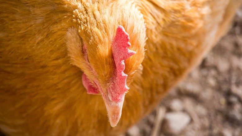 Arábia Saudita vai importar material genético bovino e avícola do Brasil