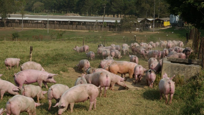 Exportação de carne suína cresce 8% em outubro, diz ABPA