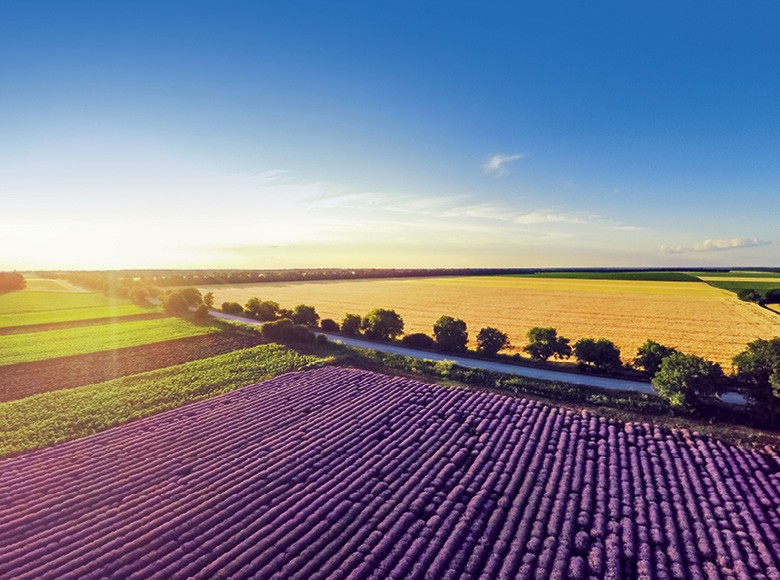 Símbolo medieval, lavanda promove agroturismo na França