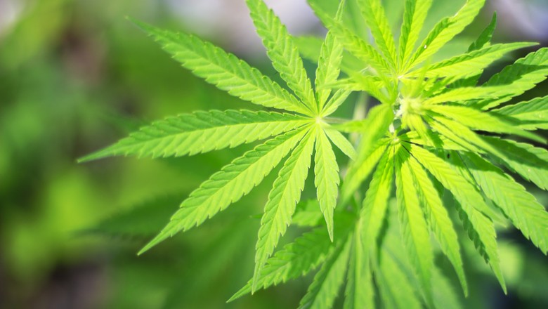 Senado avança em proposta que libera uso medicinal da maconha