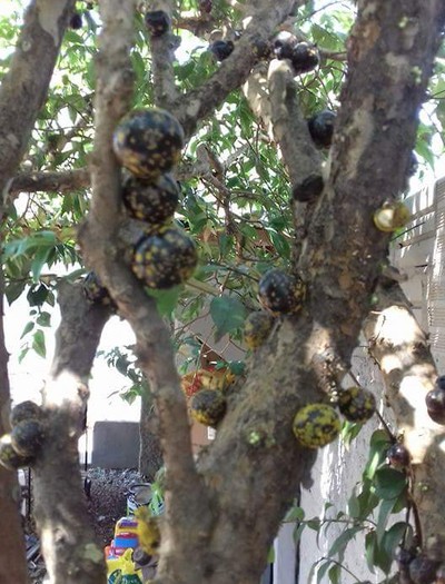 Manchas amarelas na jabuticaba: o que pode ser e como resolver?