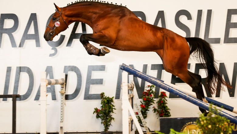 A beleza e a funcionalidade do cavalo brasileiro de hipismo em São Paulo