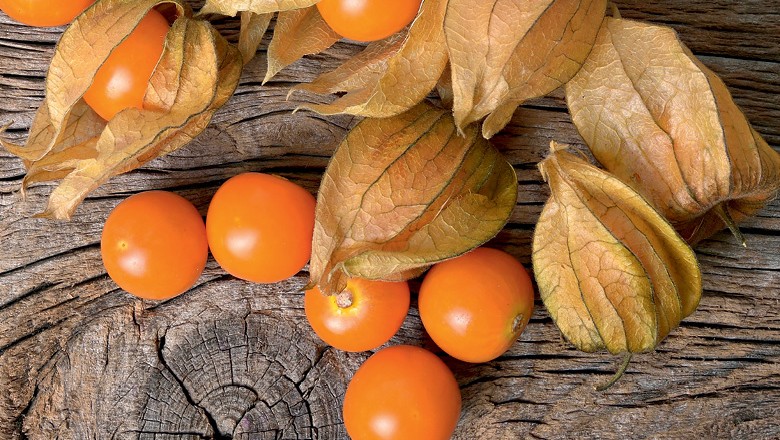 Novidade no pomar: cultivo de physalis rende R$ 40 mil por ano
