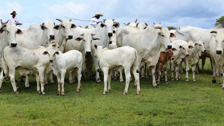 Indústria pressiona, mas boi inicia novembro em leve alta, diz Cepea