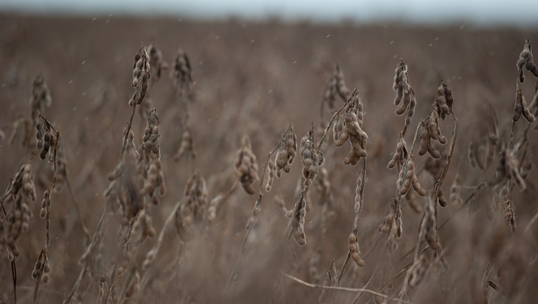 Venda antecipada da soja alcança 27,3%, segundo a Datagro