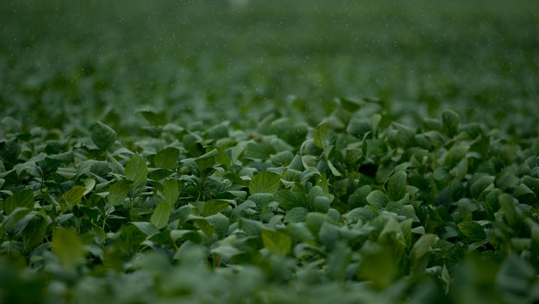Plantio de soja atinge 60% da área da safra 2018/2019 no Brasil, diz AgRural