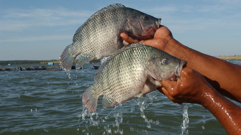 Startup aposta em carne de peixe para entrar no mercado de “proteína limpa”