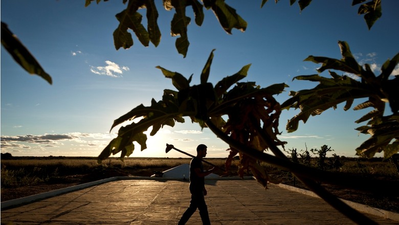 Cepea: número de trabalhadores no agro é o maior desde 2016