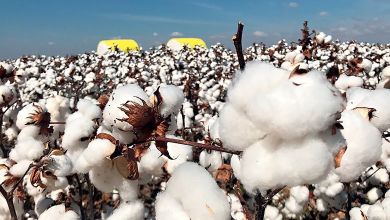 Brasil melhora a qualidade do algodão e tem safra recorde