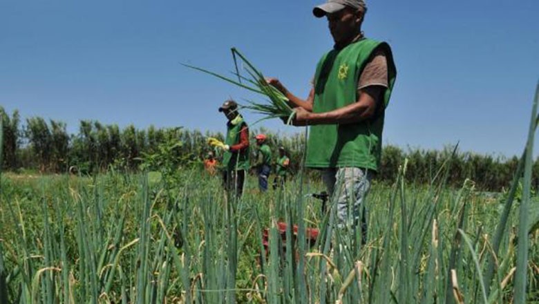 Agropecuária perdeu mais de 23 mil empregos formais em novembro