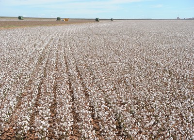 Algodão teve alta de mais de 3% em dezembro, indica o Cepea