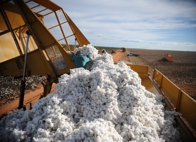 Exportação de algodão sobe 26,93% em volume e 36,64% em receita