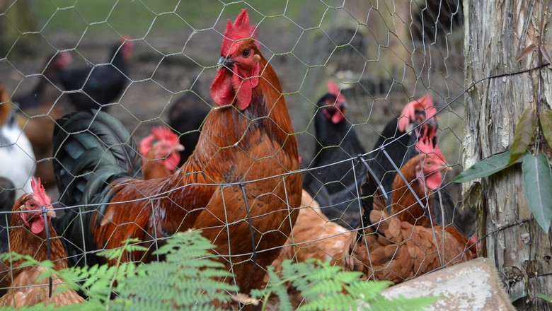 Como fazer uma cerca de galinheiro resistente?